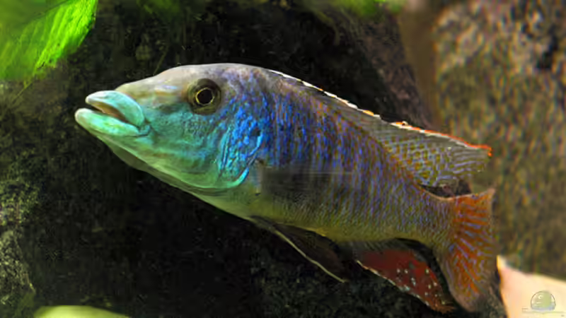 Lichnochromis acuticeps m. von Schlock (13)