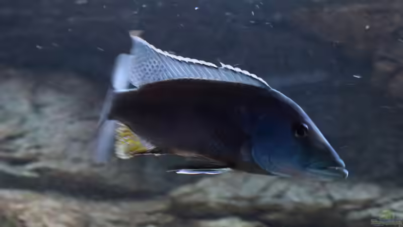 Lichnochromis acuticeps m von Tom (40)