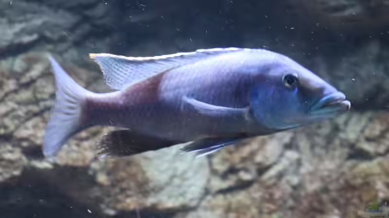 Einrichtungsbeispiele für Lichnochromis acuticeps