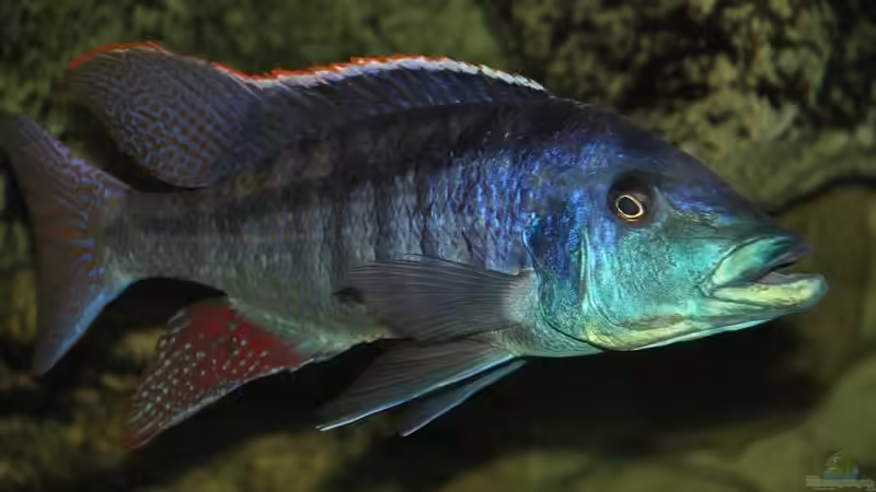 Lichnochromis Acuticeps von Wietze Bron (129)