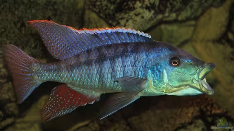 Lichnochromis Acuticeps von Wietze Bron (130)