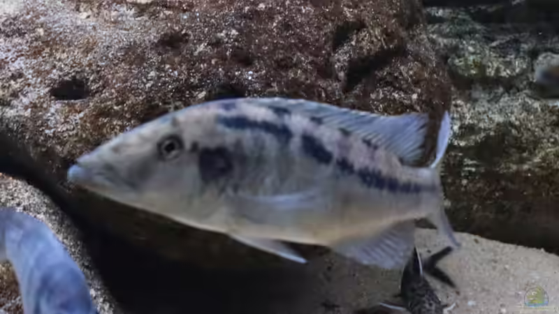 Lichnochromis acuticeps w von Tom (29)