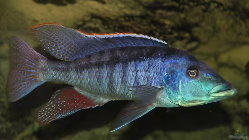 Einrichtungsbeispiele für Lichnochromis acuticeps