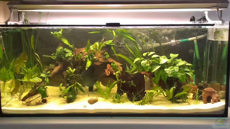 licht 2 von Dorfi34 (3)