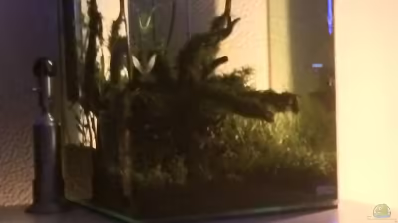 licht aus von Ayahuasca (61)