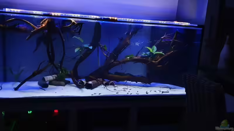 Licht fährt runter von Steven Tumma (6)