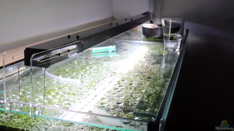 Lichtbalken von LaFrieda (17)