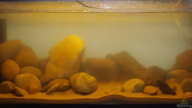 Lichtfarbe 840 - noch vom vorherigen Amazonasbecken von Nico NK (3)