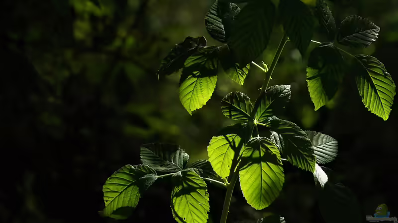 Lichtverhältnisse verstehen: Schatten, Halbschatten, Sonne