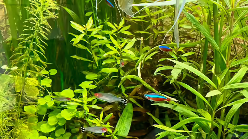 Lido 200 Besatz von BenCCAA (13)