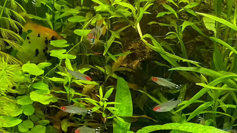 Lido 200 Besatz von BenCCAA (15)