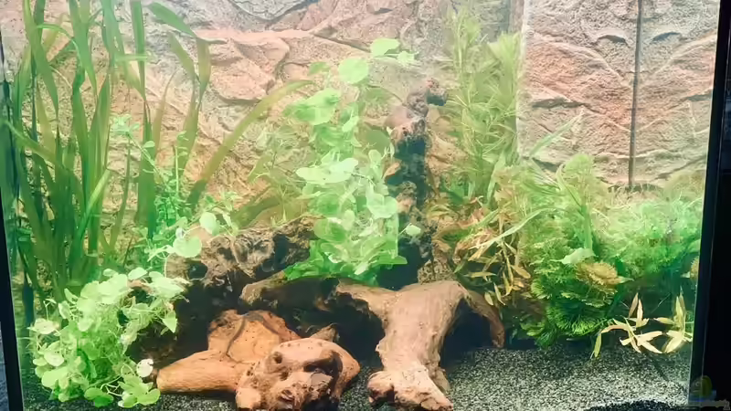 Lido 200 Einlaufphase von BenCCAA (4)