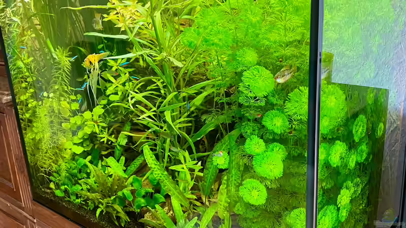 Lido 200 von BenCCAA (10)