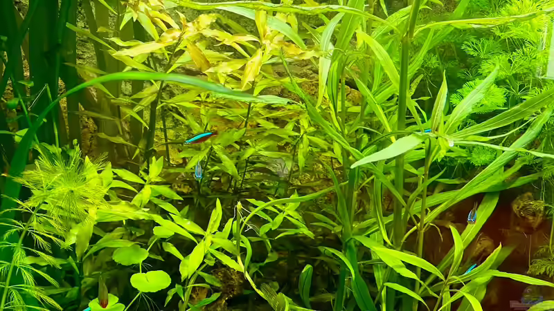 Lido 200 von BenCCAA (12)