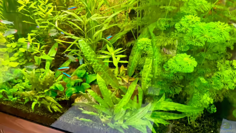 Lido 200 von BenCCAA (9)