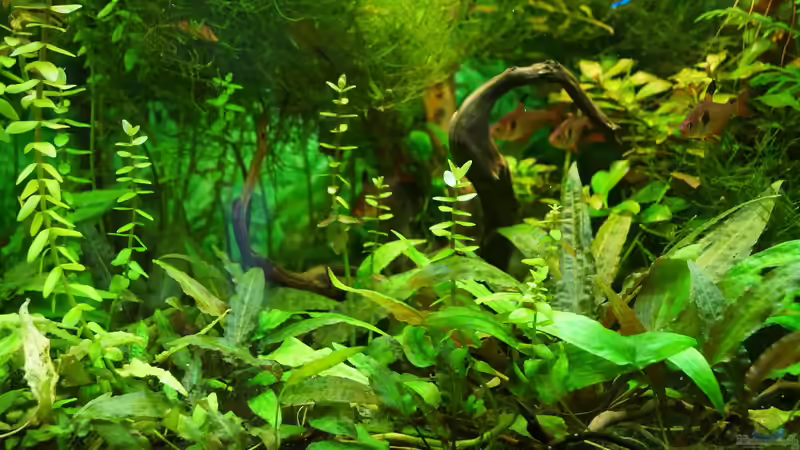 Lido von Guido Seifert (4)