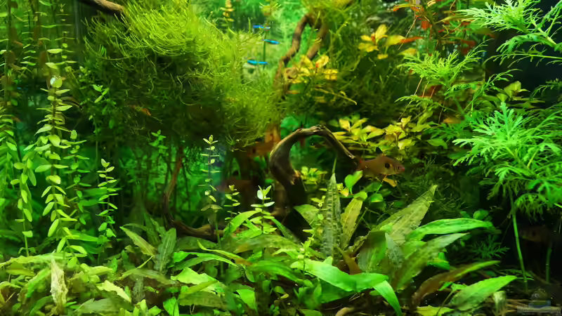 Lido world von Guido Seifert (2)