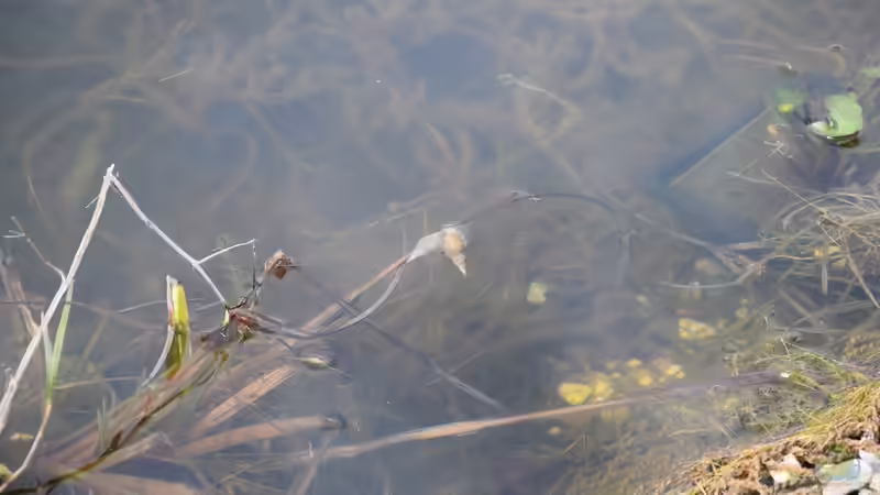 Lymnaea stagnalis im Gartenteich halten (Einrichtungsbeispiele für Spitzschlammschnecke)