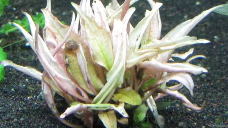 Liebevoll Tukky-Crypto 2 genannt von gruenet (4)