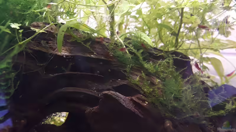 Lieblingsblick von Glücksscherbe (2)