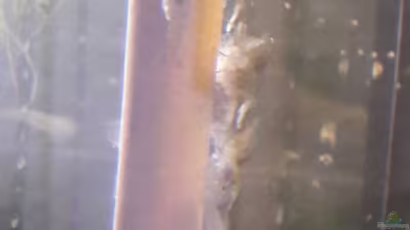 Lieblingsplatz der Trächtigen Weibchen :) von Michael Dreher (13)