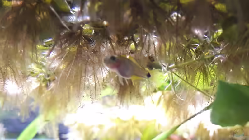 Lieblingsplatz vom Grundelchen von Glücksscherbe (29)