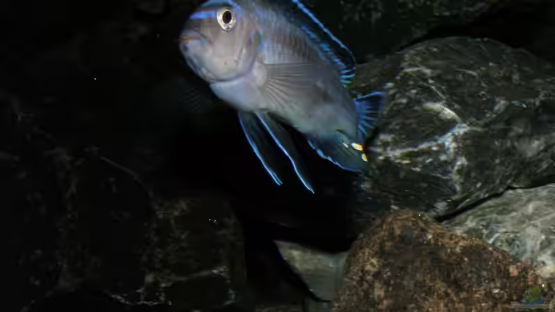 Lieblingsposition des Johanniis 14.1.2013 von bossie1704 (67)