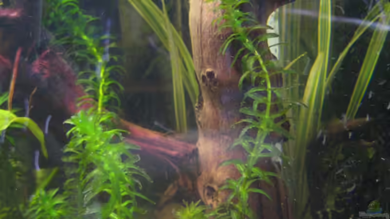 Lieblingswurzel im Aquarium von Vilma Remmert-Fontes (7)