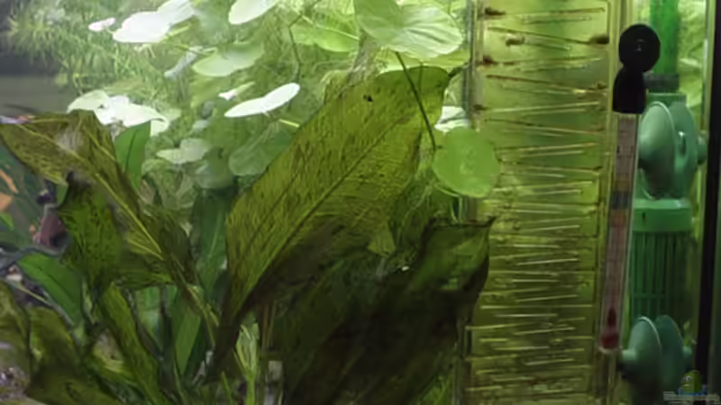 Liegende Welsröhre. Mittig Echinodorus Dschungelstar (E13). CO2-Flipper an AQ-Hinterseite befestigt von Marko Lütgens (14)
