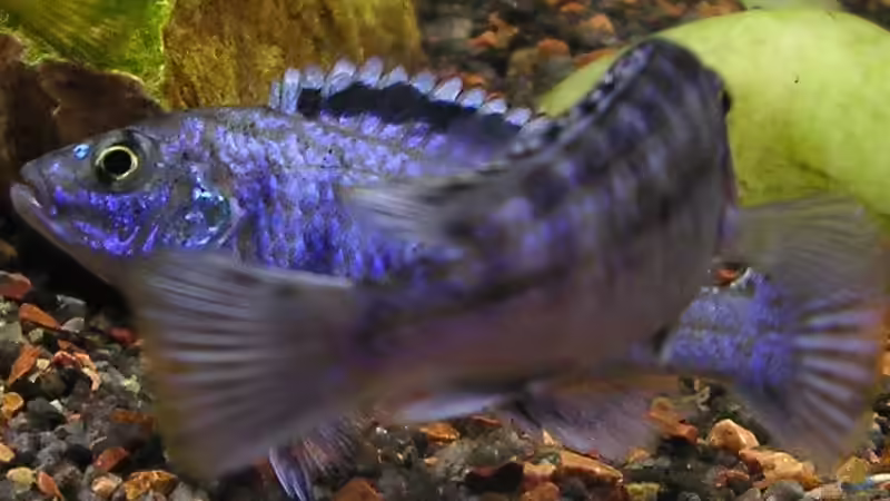 Likoma Love von Zoltan Bene (15)