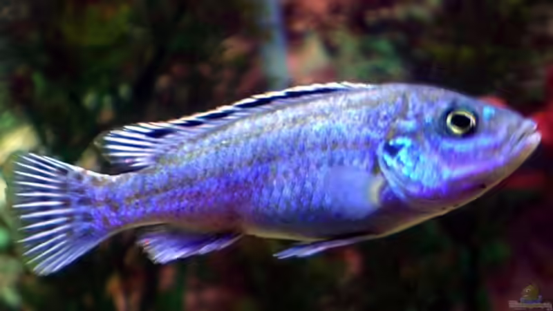 Likoma Weibchen (Melanochromis Exasperatus) von Zoltan Bene (27)