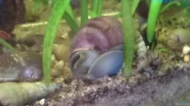 Lila Apfelschnecke von derflo (15)