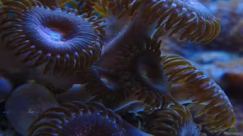 lila Krustenanemonen von .uschi (12)