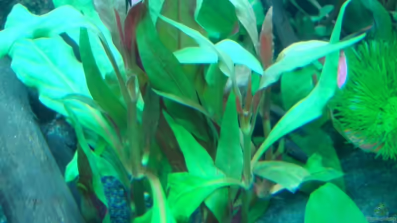 Lilablättriges Papageienblatt (Alternanthera lilacina) von Daniel Eder (10)