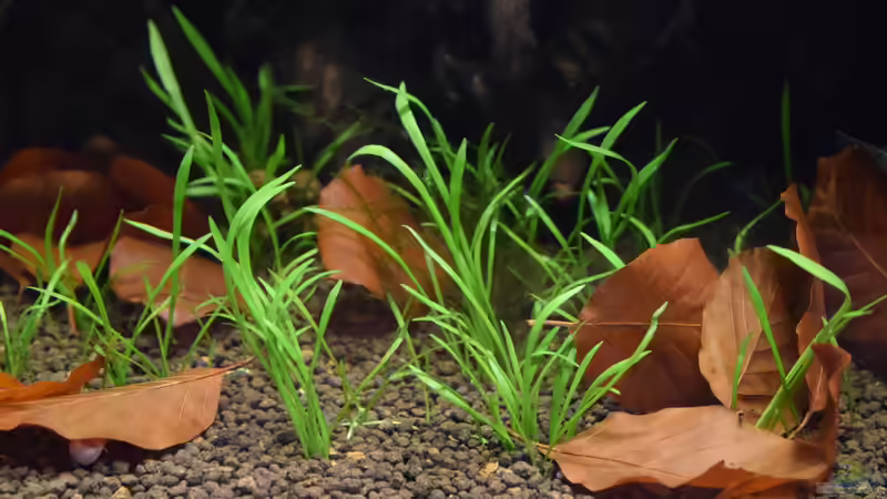 Lilaelopsis brasiliensis von Junglist (14)