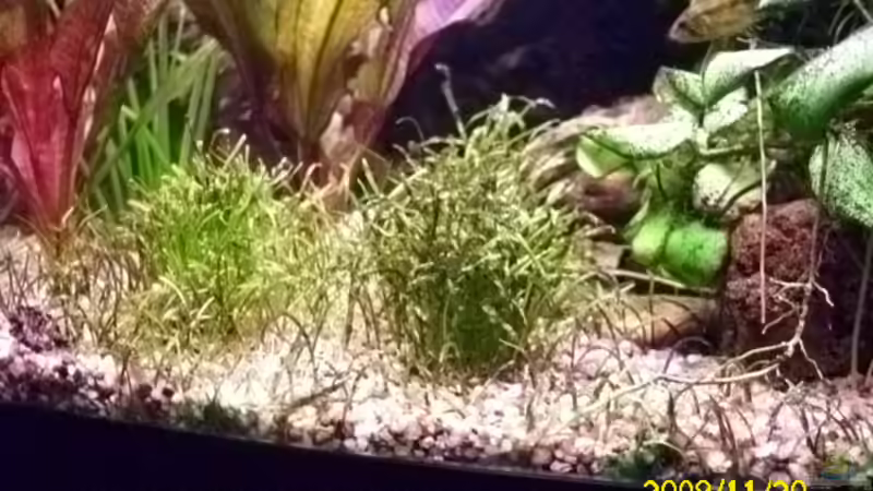 Lilaeopsis brasilensis,links hinten Echinodorus Dschungelstar Nr2 von Spunk (12)
