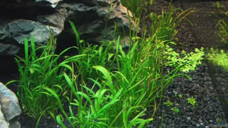 Lilaeopsis brasiliensis im Aquarium (Einrichtungsbeispiele mit Brasilianische Graspflanze)