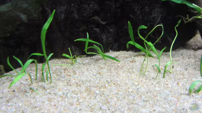 Lilaeopsis brasiliensis im Aquarium (Einrichtungsbeispiele mit Brasilianische Graspflanze)
