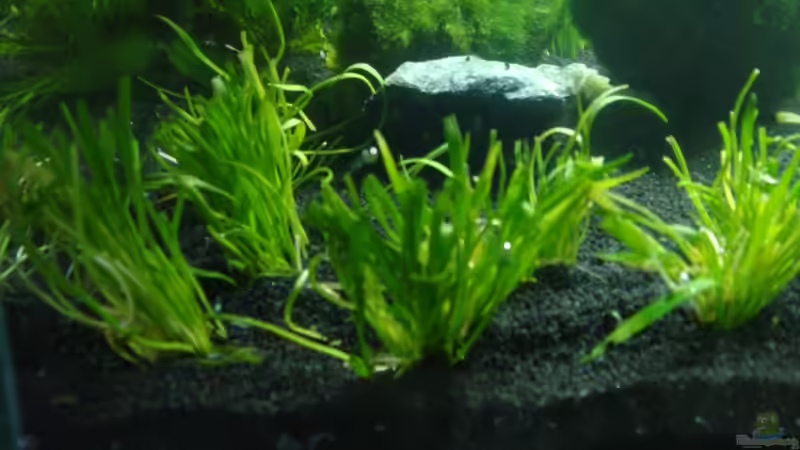 Lilaeopsis brasiliensis im Aquarium (Einrichtungsbeispiele mit Brasilianische Graspflanze)