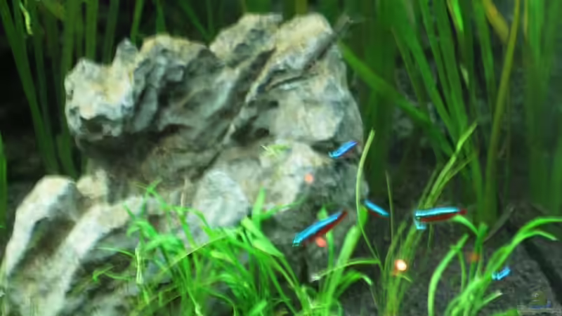 Lilaeopsis brasiliensis im Aquarium (Einrichtungsbeispiele mit Brasilianische Graspflanze)