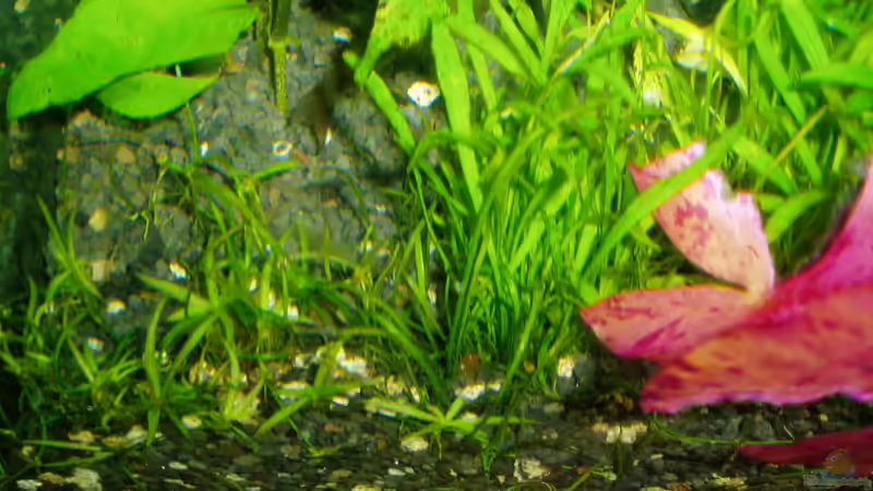 Lilaeopsis brasiliensis (eingesetzt 15.12.2017) kümmert, keine Rasenbildung von Reiner Dr. Med. Jesse (50)