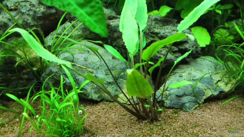 Dunkelgrüner Wasserkelch im Aquarium pflegen (Einrichtungsbeispiele für Cryptocoryne lutea)