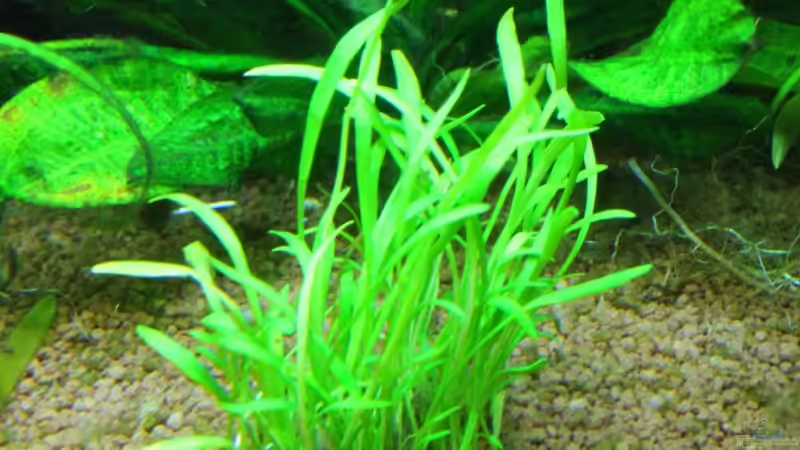 Lilaeopsis brasiliensis (Graspflanze) von Springer (30)