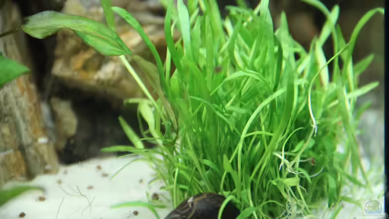 Lilaeopsis brasiliensis Scaper Pad (brasilianische Graspflanze) von Jumata (10)