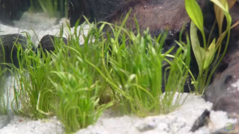 Lilaeopsis Brasiliensis von Bruce (7)