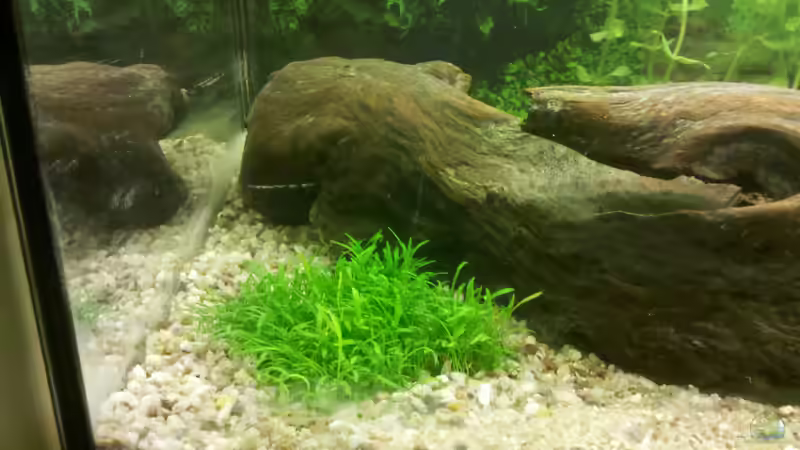 Lilaeopsis brasiliensis von De Millo (14)