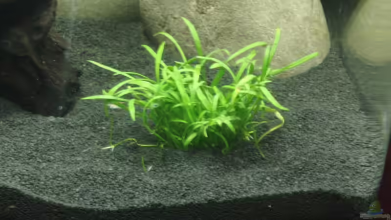 Lilaeopsis brasiliensis von Jakobi (9)