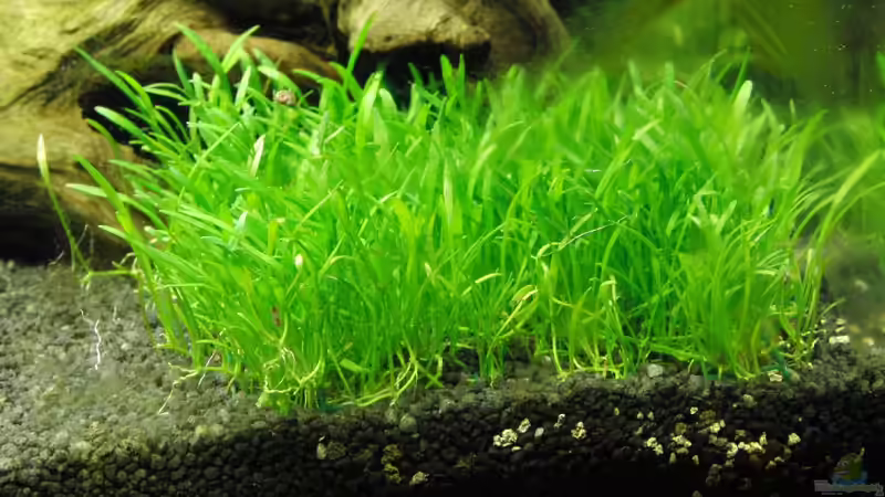 Lilaeopsis brasiliensis von Oberregenwurm (8)