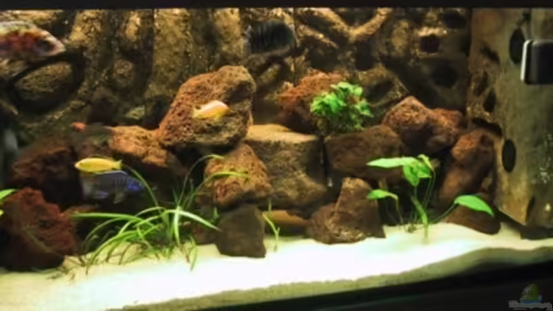 Lilaeopsis Brasiliensis von Sandra Bäumgen (7)