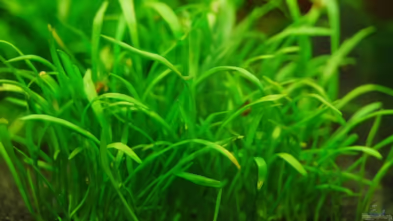 Lilaeopsis brasiliensis im Aquarium (Einrichtungsbeispiele mit Brasilianische Graspflanze)